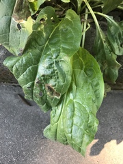 Cynoglossum officinale