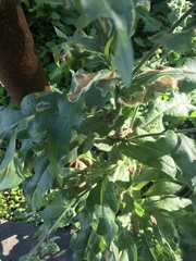 Cynoglossum officinale