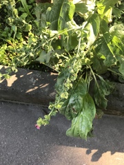 Cynoglossum officinale