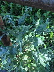 Cynoglossum officinale