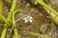 Limosella aquatica