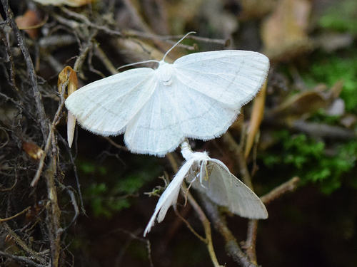 Pilkajuostis Balsvasprindis nuotrauka