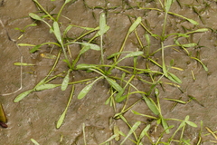 Limosella aquatica