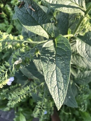 Symphytum caucasicum