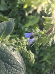 Symphytum caucasicum