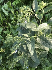 Symphytum caucasicum