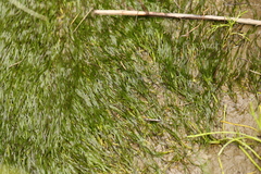 Zostera japonica