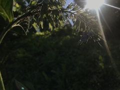 Symphytum caucasicum