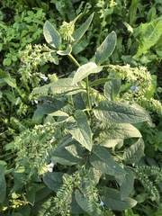 Symphytum caucasicum