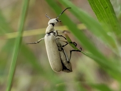 Epicauta floridensis