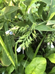 Symphytum caucasicum