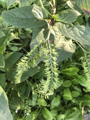 Symphytum caucasicum