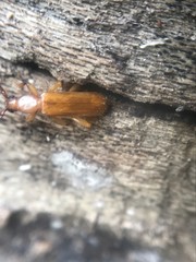 Smodicum cucujiforme