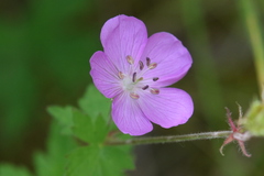 Geranium oreganum