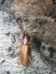 Smodicum cucujiforme