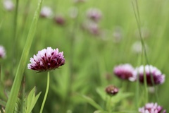 Trifolium wormskioldii