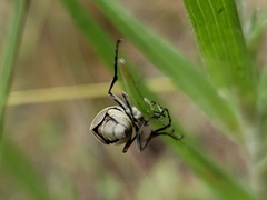 Epicauta floridensis