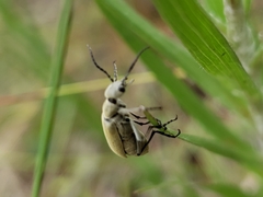 Epicauta floridensis
