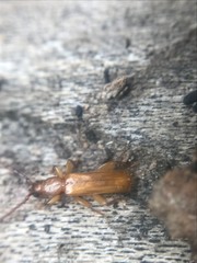 Smodicum cucujiforme