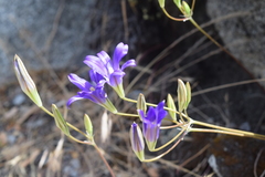 Brodiaea elegans