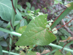 Fallopia dumetorum