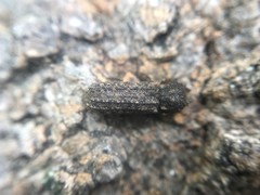 Lichenophanes bicornis