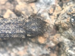 Lichenophanes bicornis