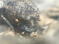 Lichenophanes bicornis