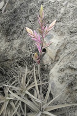 Tillandsia purpurea