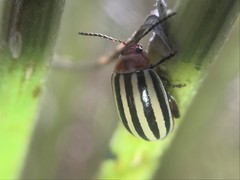 Kuschelina petaurista