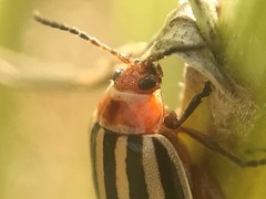 Kuschelina petaurista