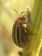 Kuschelina petaurista