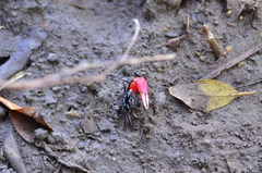 Paraleptuca crassipes