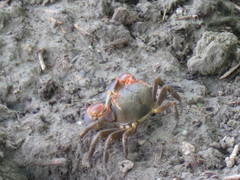 Chasmagnathus convexus