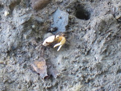 Austruca triangularis