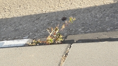 Euphorbia hypericifolia