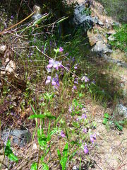 Collinsia