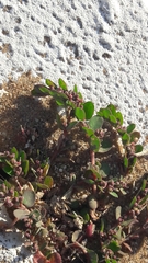 Euphorbia prostrata