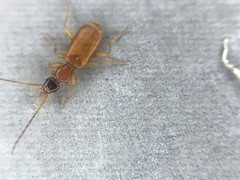 Zuphioides longicolle