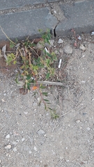 Euphorbia hypericifolia