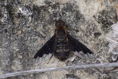 Hemipenthes morioides