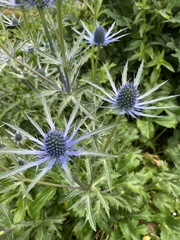 Eryngium amethystinum