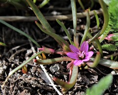 Lewisia pygmaea