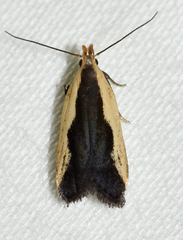 Dichomeris inserrata