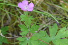 Geranium oreganum
