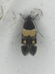 Triclonella determinatella