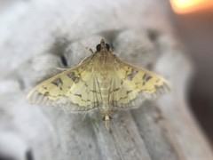 Diacme elealis