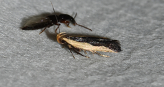 Dichomeris inserrata