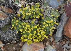 Draba densifolia