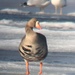 Gambel's White-fronted Goose - Photo (c) reidhild, some rights reserved (CC BY-NC)
